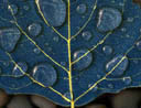 blue leaf still